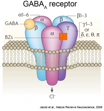 GABA Y AUTISMO